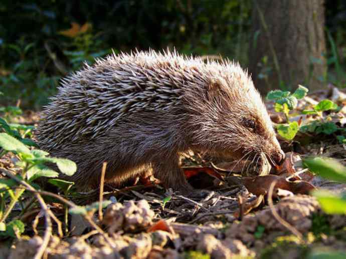 盘点十二大著名食蚁动物：土狼