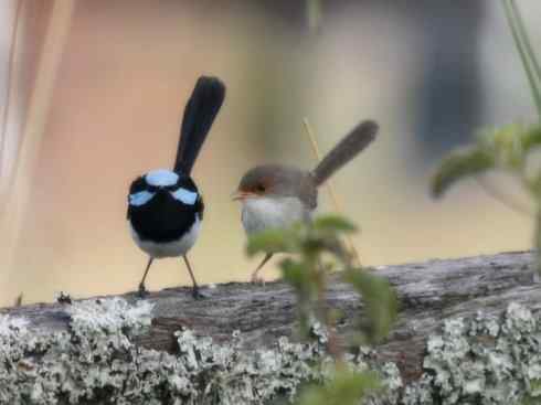 美丽无罪：雀鸟之鹩莺