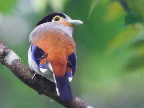 美丽无罪：雀鸟之阔嘴鸟