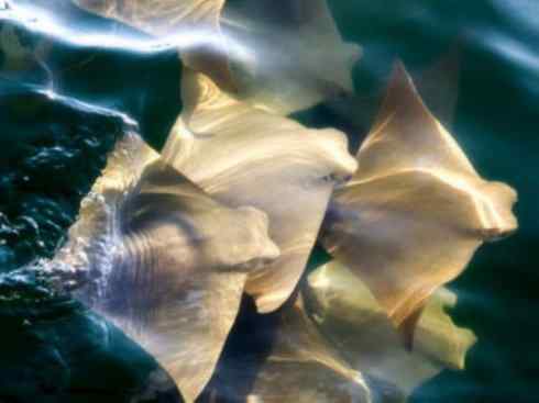 自然奇观：动物大迁徙(鲼)