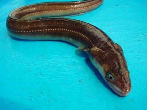 自然奇观:动物大迁徙(鳗鱼) 自然奇观:动物大迁徙(鳗鱼)