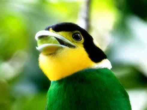 美丽无罪：雀鸟之阔嘴鸟