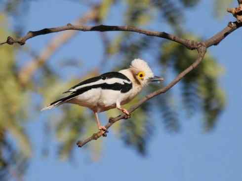 白头鸟系列：另类的美丽6