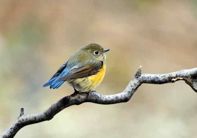 雌性红胁蓝尾鸲（12）