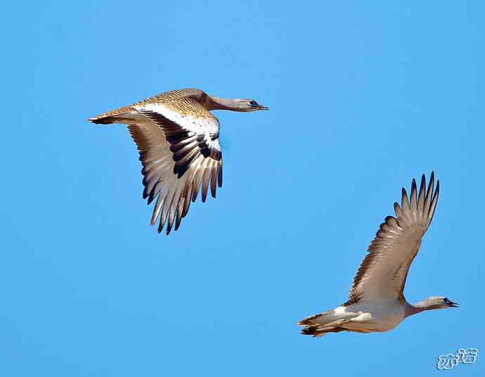 密云水库 wbr路 wbr大鸨、雉鸡和苍鹭 密云水库 wbr路 wbr大鸨、雉鸡和苍鹭
