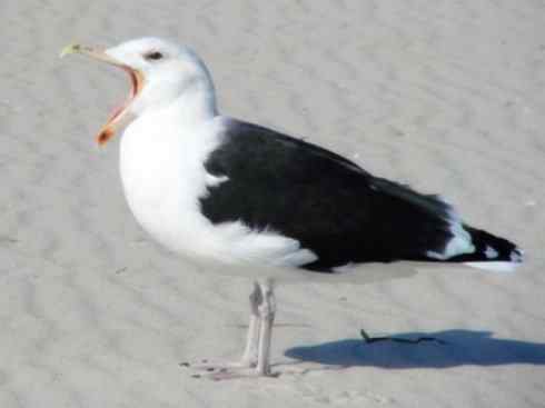 白头鸟系列:另类的美丽(黑背鸥) 白头鸟系列:另类的美丽(黑背鸥)