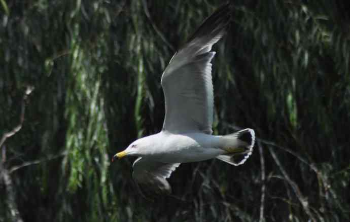 海鸥与打架的鸿雁