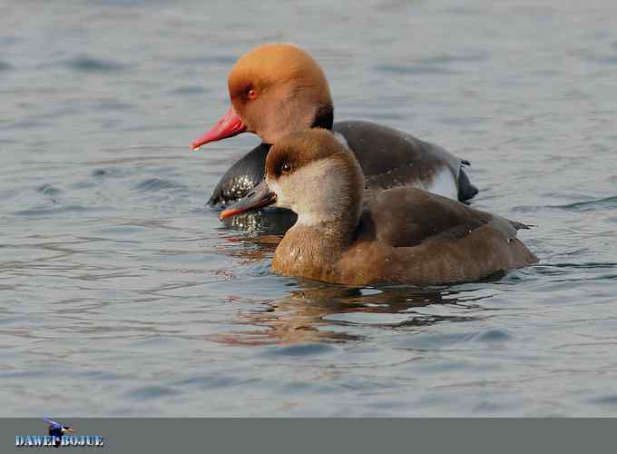 赤嘴潜鸭：冬天の靓色