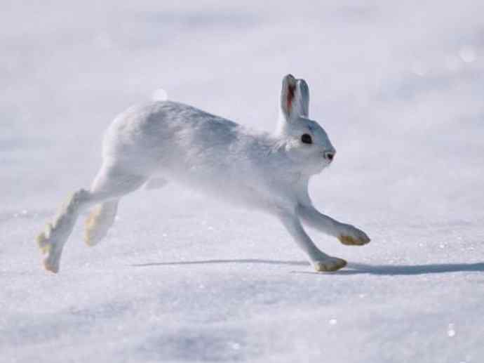 犬科：狐亚科之北极狐（雪鸮、雷鸟）
