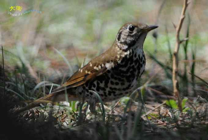 二鸫献寿：虎斑地鸫和宝兴歌鸫