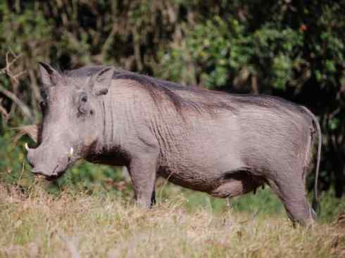麒麟：传说的兽原型探秘（叉角羚）