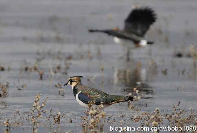 飞翔的凤头麦鸡