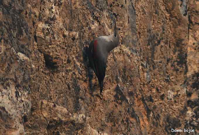 翩然红翅和十渡的那些鸟