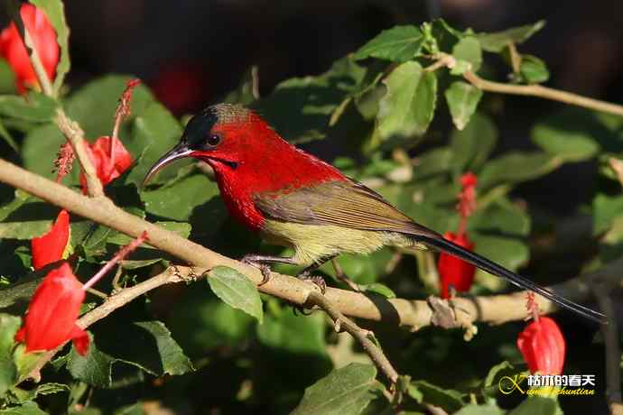 西双版纳拍鸟:黄腰太阳鸟 西双版纳拍鸟:黄腰太阳鸟