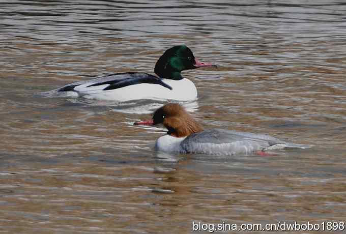 白河峡谷：鹮嘴儿小猫拍不够