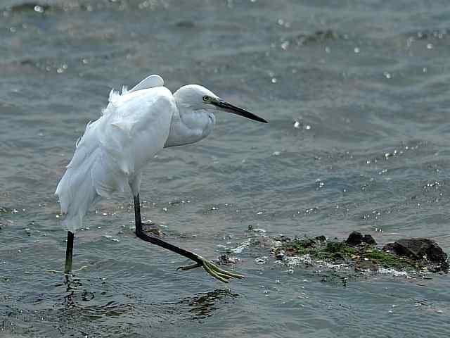 北戴河湿地演绎鸥鹭风情