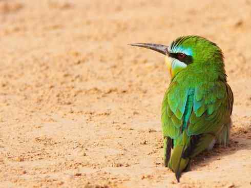 绝色攀禽：佛法僧目之蜂虎2