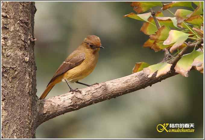 蓝额红尾鸲MM【照片】