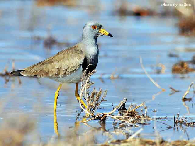 风乍起 wbr吹皱一湖碧水(观赏灰头麦鸡)