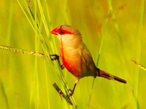 极品红色鸟类：红梅花雀