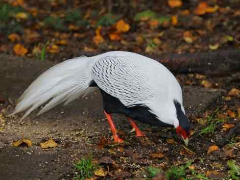 凤凰：传说中的鸟原型探秘（鹇）