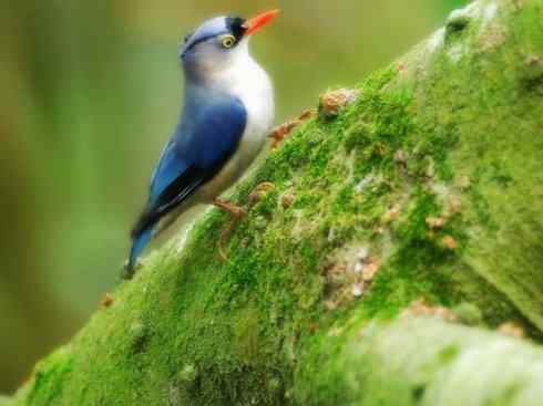 美丽无罪：雀鸟之欣赏