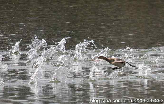 159.试用大白---家族