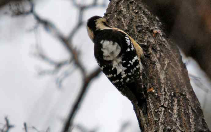 北京植物园赏鸟（十八），星头啄木鸟（组图）