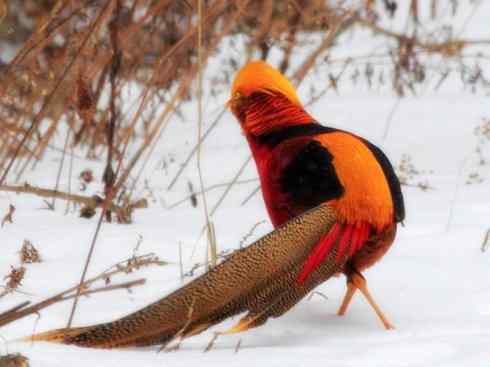 家禽驯化之源之八