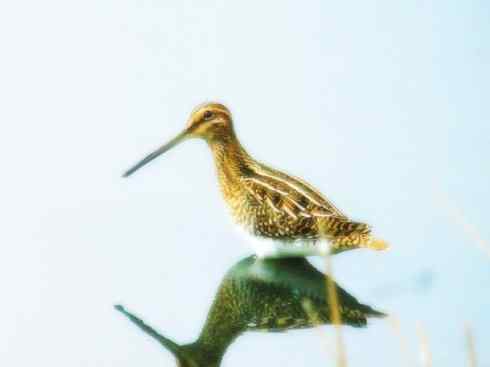 猎奇:奇特的鸟喙之八(朱鹮、白鹮、彩鹮)