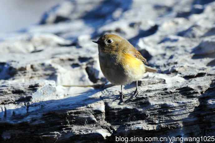 雌性红胁蓝尾鸲(35)