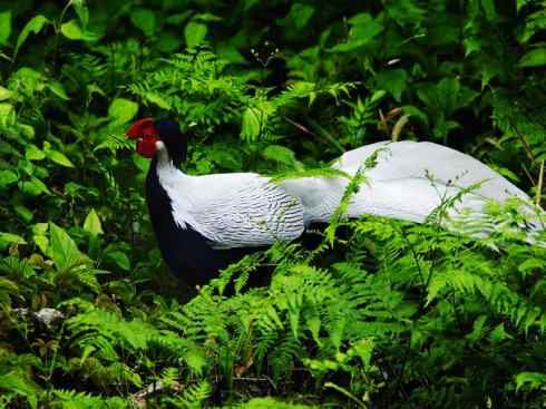 凤凰：传说中的鸟原型探秘（鹇）