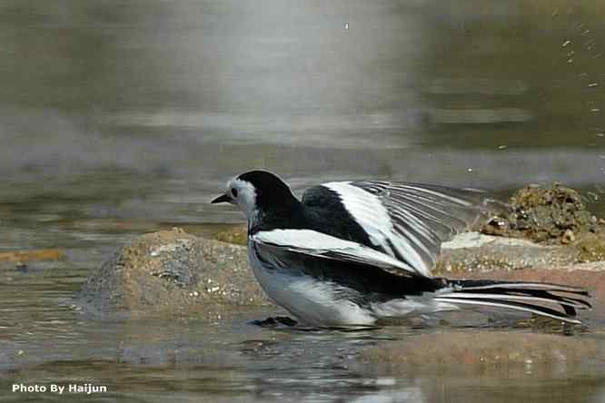 鸟为悦己者容(白鹡鸰梳洗版)