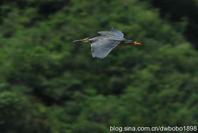 冒酷暑寻拍绿鹭 wbr长途奔袭古北口