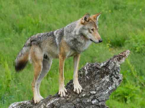 犬科：犬亚科犬属之灰狼