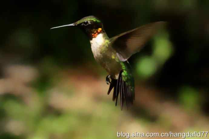 红玉喉北蜂鸟（5）