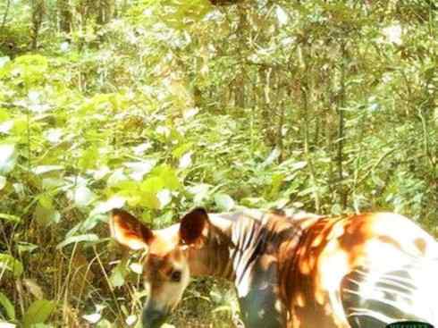 独角兽：传说的兽原型探秘（霍加狓）