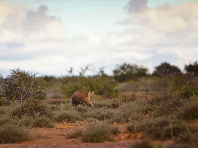盘点十二大著名食蚁动物：土豚