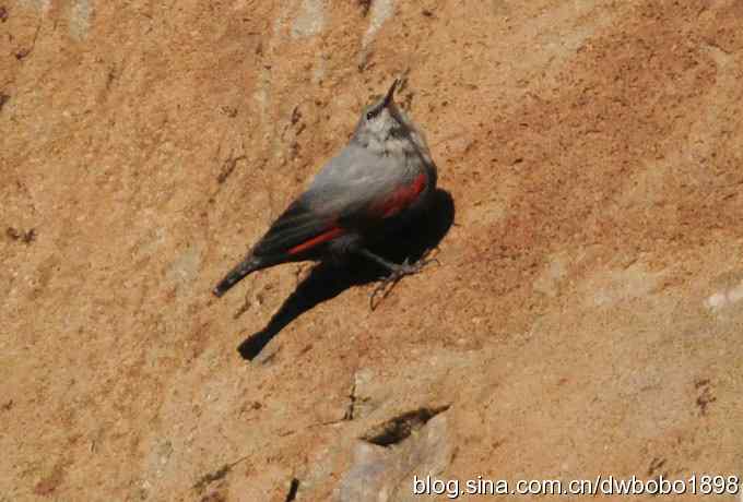 优雅红翅 wbr旋壁山岩