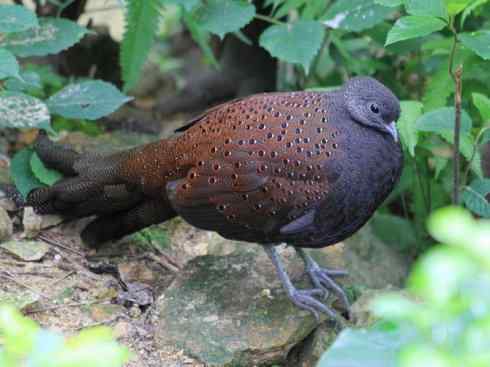 凤凰：传说中的鸟原型探秘（孔雀雉）