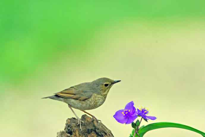 雌性蓝歌鸲与紫露草(1) 雌性蓝歌鸲与紫露草(1)