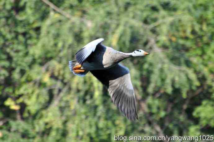 飞(斑头雁) 飞(斑头雁)