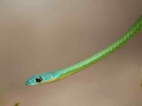 龙:传说的兽原型探秘(树蛇类) 龙:传说的兽原型探秘(树蛇类)