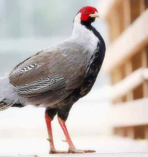 家禽驯化之源之八