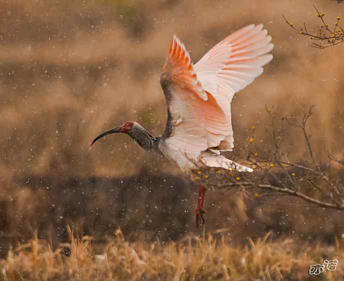 朱鹮&nbsp;wbr路&nbsp;wbr吉祥之鸟