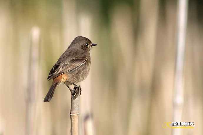 白斑黑石鵖 斑纹鸟 栗背伯劳