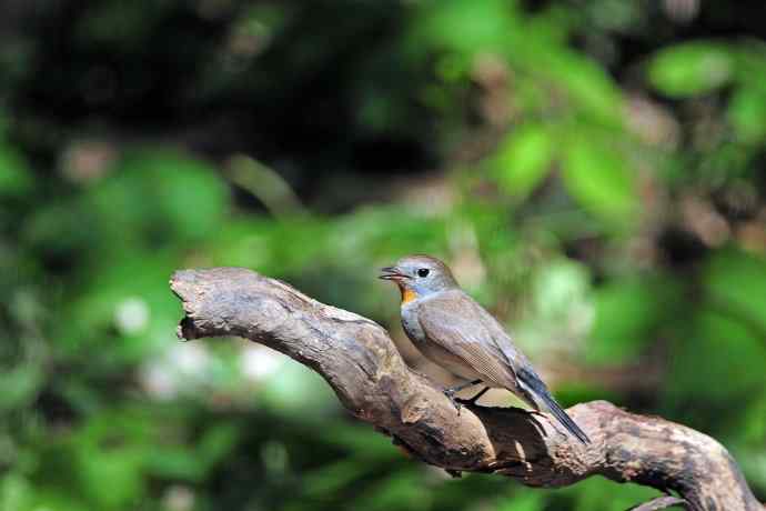 雄性红喉姬鹟（4）