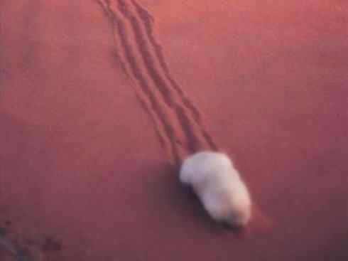 动物世界：山寨还是原创之十二