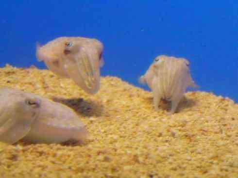 自然奇观:动物大迁徙(乌贼) 自然奇观:动物大迁徙(乌贼)