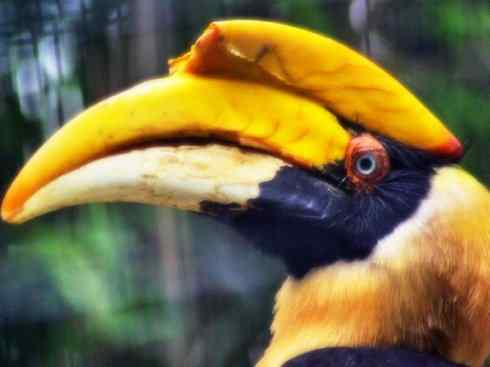 奇特的盔：盔犀鸟